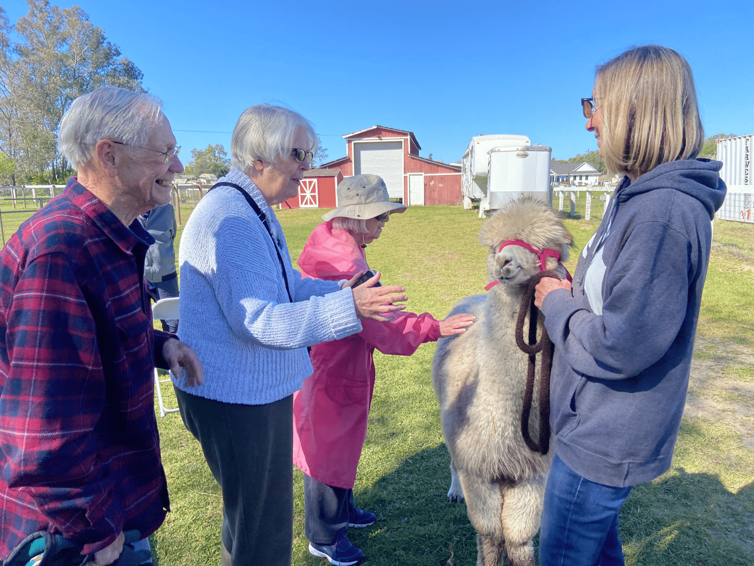 Three older adults pet a furry white alpaca while a woman holds its reins