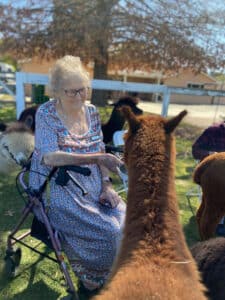 An older woman in a dress is feeding a fluffy brown alpaca while another alpaca peaks from behind her